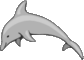 dolphin031